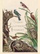 Nederlandsche vogelen 1770 - 1829 Nederlandsche vogelen 1770 - 1829 Nozeman & Sepp